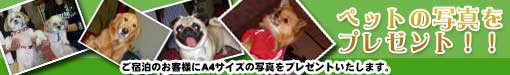 �y�b�g�̎ʐ^�T�[�r�X