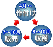 高原野菜・年間スケジュール
